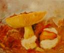 Amanita caesarea