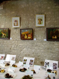 expo-champignons